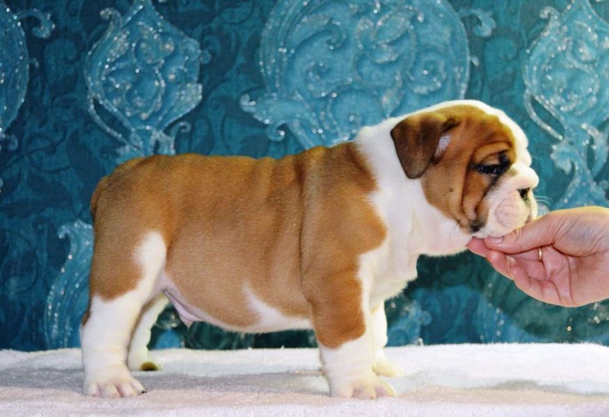   cuccioli di bulldog inglise  per adozione ( maschio e femmina )
