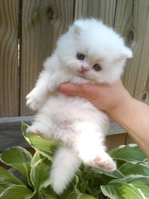 Adorabili gattini persiani