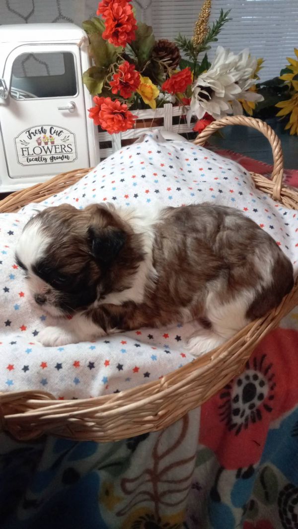   Regalo cuccioli di shitzu E-MAIL  (marieiris783@gmail.com) Grazi