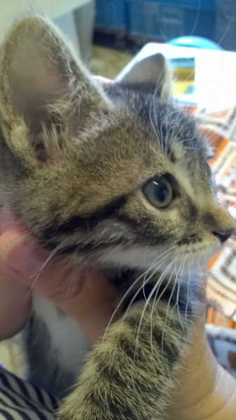 Cuccioli in cerca di casa (2/2)