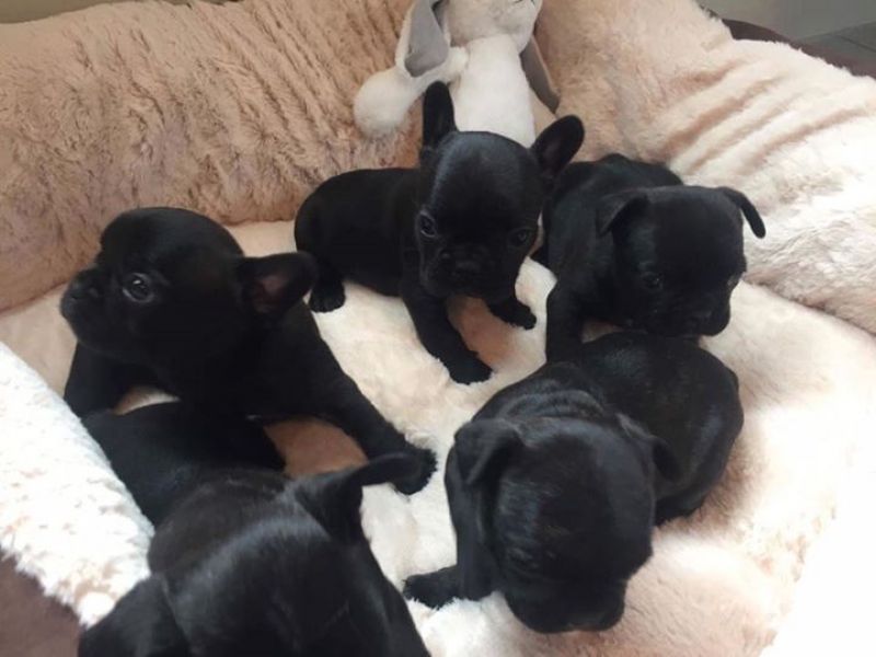 Adorabili cuccioli di Bulldog Francese femminucce e maschietti disponibili per l'adozione gratuita