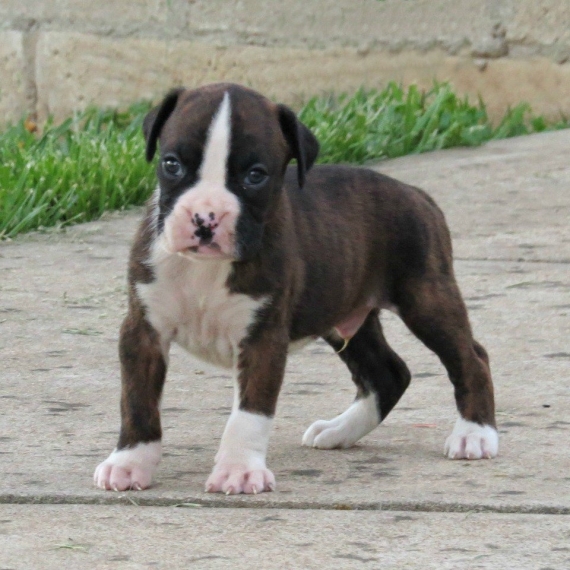 Regalo Cuccioli Boxer
