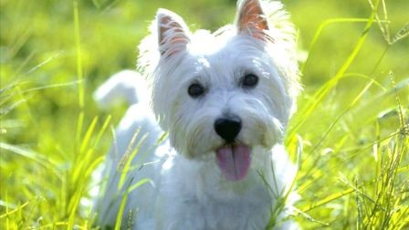 Cerco West Highland White terrier
