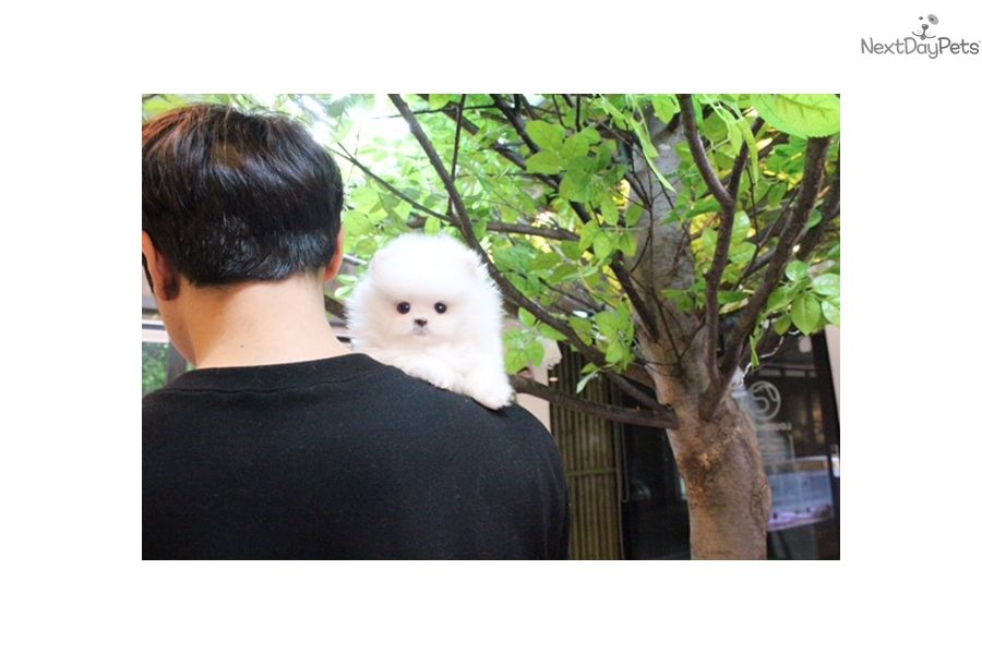  regalo cuccioli di volpino pomerania disponibili per l'adozione