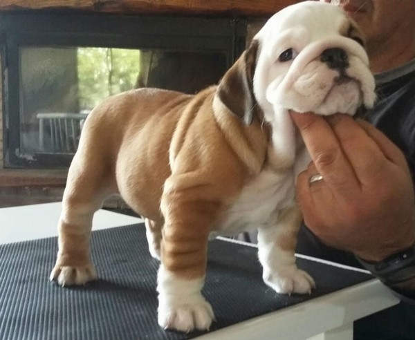 Cuccioli bulldog inglese