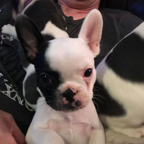 Bellissime Cuccioli di bulldog francese