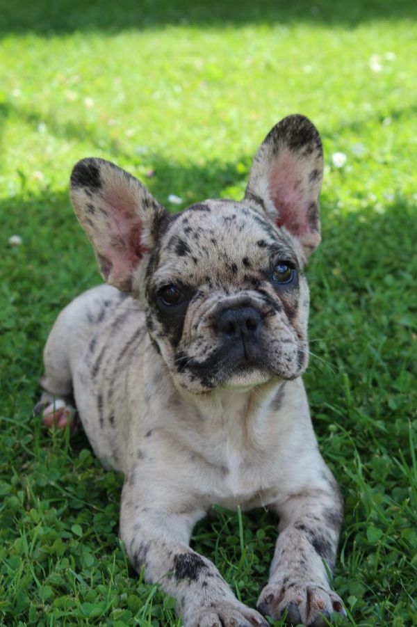Molto bella e sani cuccioli di bulldog francese per adozione  