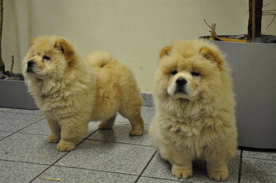 regalo chow chow cuccioli disponibile per l adozione 