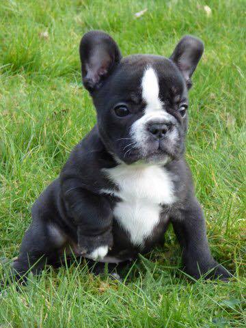 Adorabili cuccioli di Bulldog Francese femminucce e maschietti disponibili per l'adozione