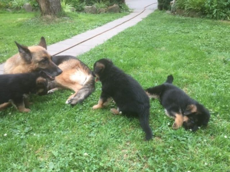 Obbediente e coraggiosa adorabili cuccioli di Pastore Tedesco