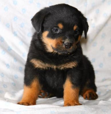 Adorabili cuccioli di rottweiler femminucce e maschietti disponibili per l'adozione