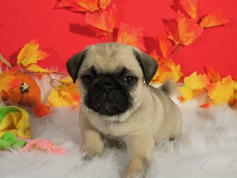 Cuccioli carlino disponibili