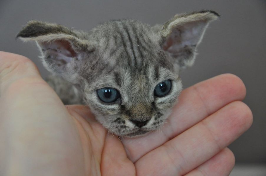  gattini Devon rex   per adozione ( maschio e femmina )