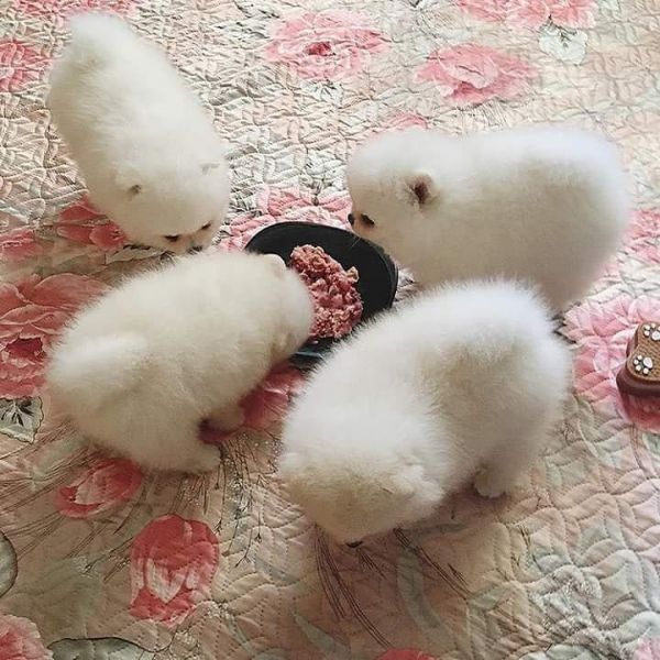 Pomeranian (Volpino) disponibili
