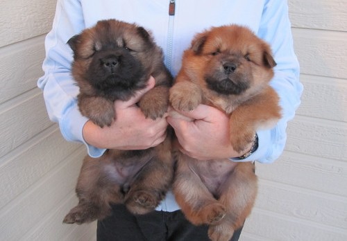 Molto bella e sani cuccioli di CHOW  CHOW per adozione maschi e femmine disponibili (gratis)