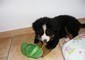 Cuccioli di Bovaro del Bernese