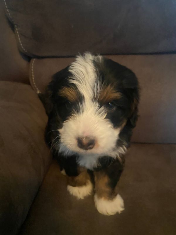 Disponibili cuccioli di Bernedoodle in miniatura E-MAIL (marieiris783@gmail.com)