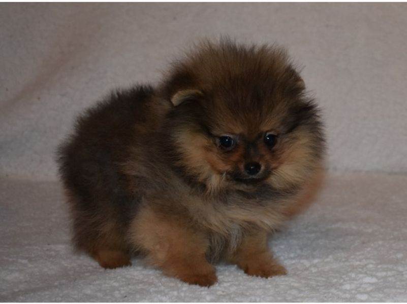 Regalo Cuccioli Pomerania disponibili....