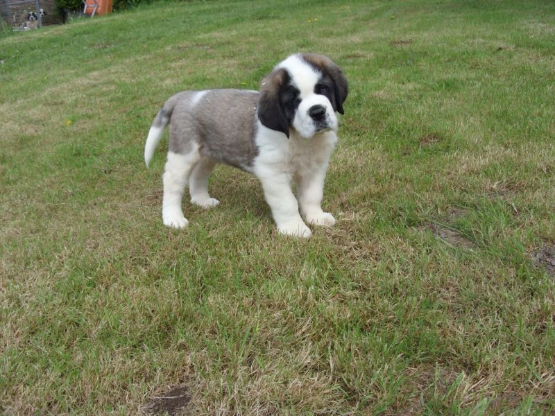 Regalo Cuccioli di San Bernardo  in pronta consegna i cuccioli verranno Dato dopo 90 giorni dalla na