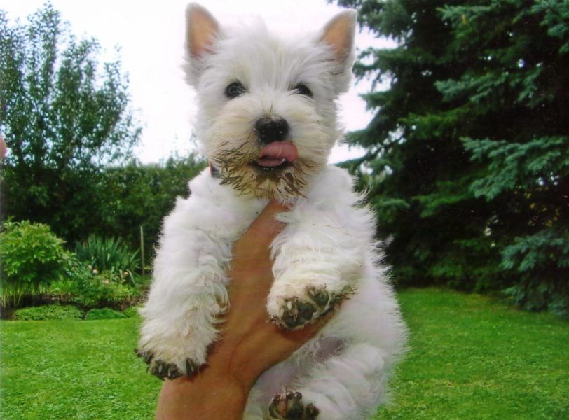 Cuccioli di West highland per adozione ( maschio e femmina )