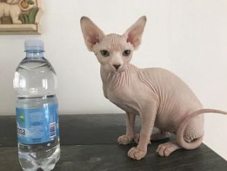  Regalo Maschio e una femmina cuccioli Sphynx per l'adozione Maschio e una femmina cuccioli Sphynx p