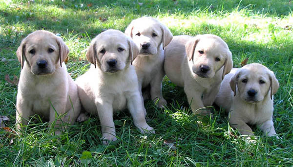 Regalo cuccioli di labrador disponibili per l'adozione