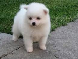 Cuccioli spitz Toy