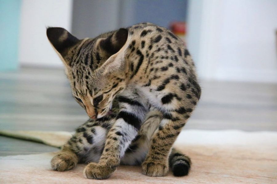Molto bella e sani gattini Savannah  per adozione maschi e femmine disponibili (gratis) 