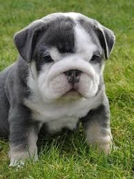 Bulldog inglese