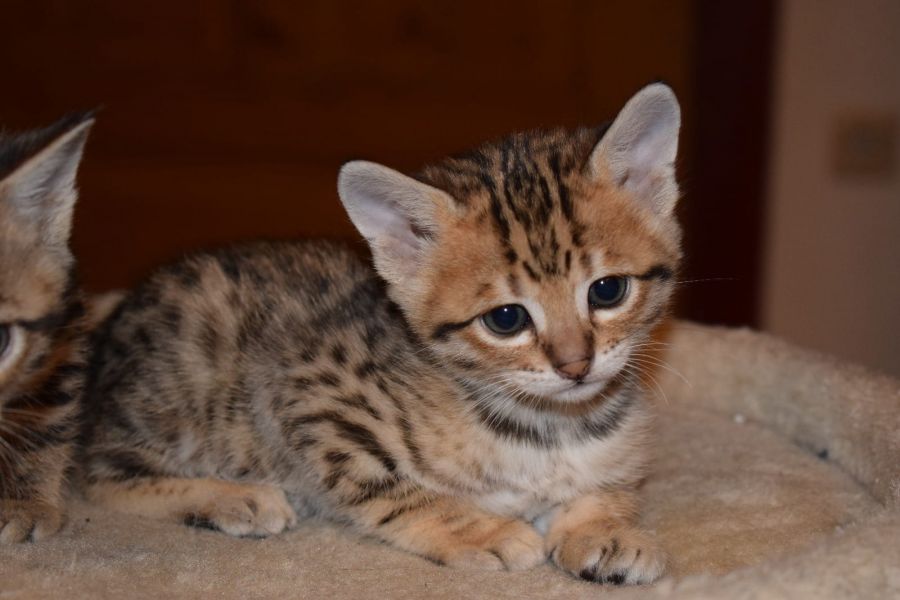   gattini Savannah   per adozione ( maschio e femmina )