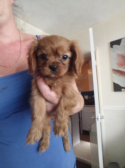 Cuccioli di cavalier king disponibili