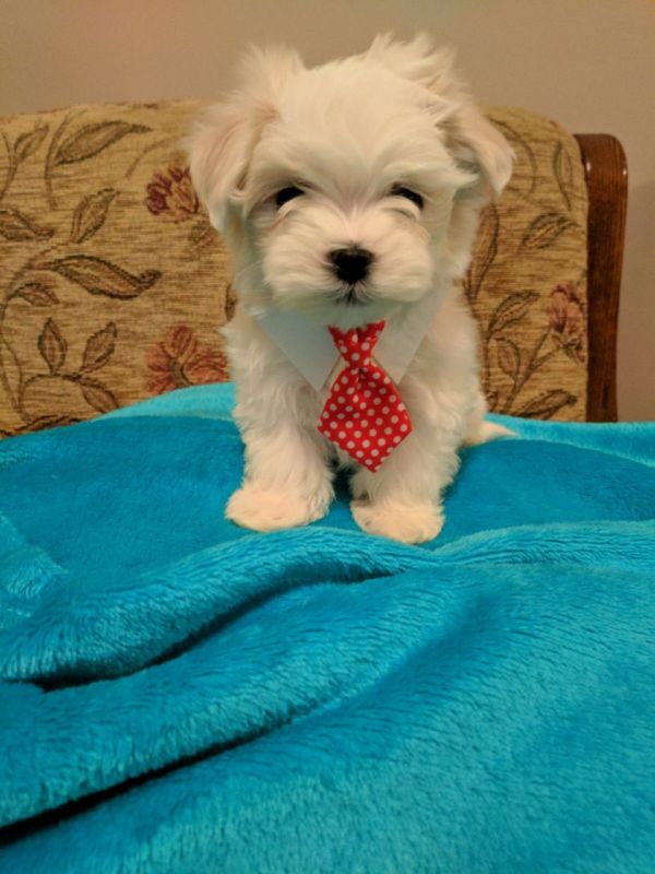 Cuccioli maltese mini toy con pedigree 