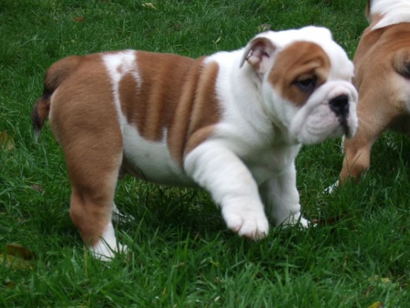 Regalo Bulldog inglese cuccioli disponibili