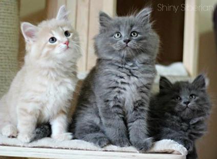 REGALO gattini siberiani  Presso il ns. allevamento amatoriale del gatto siberiano, (l'unico ipoanal