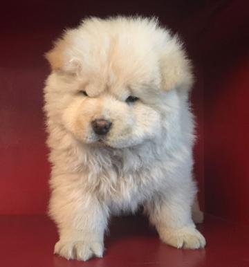 Chow Chow cuccioli