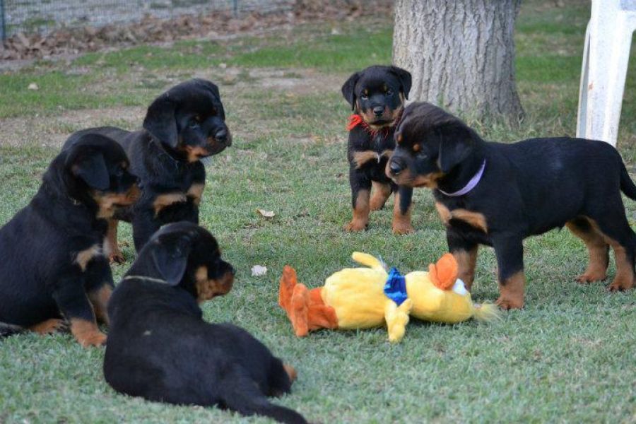 Cucciolo di Rottweiler