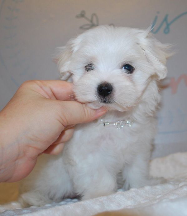 Maltese mini toy Affascinante Femminile e maschi
