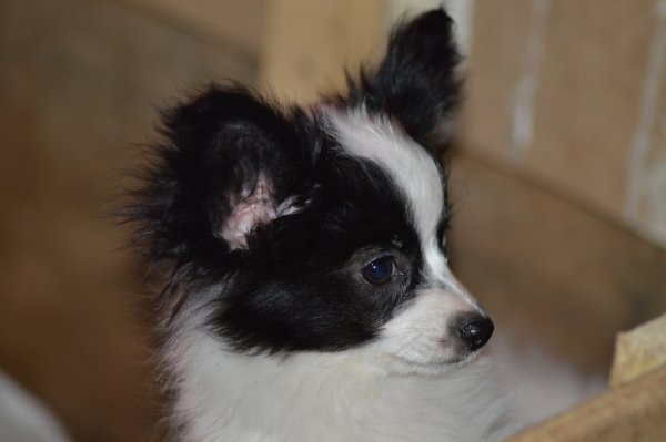 Adorabili cuccioli di papillon femminucce e maschietti disponibili per l'adozione