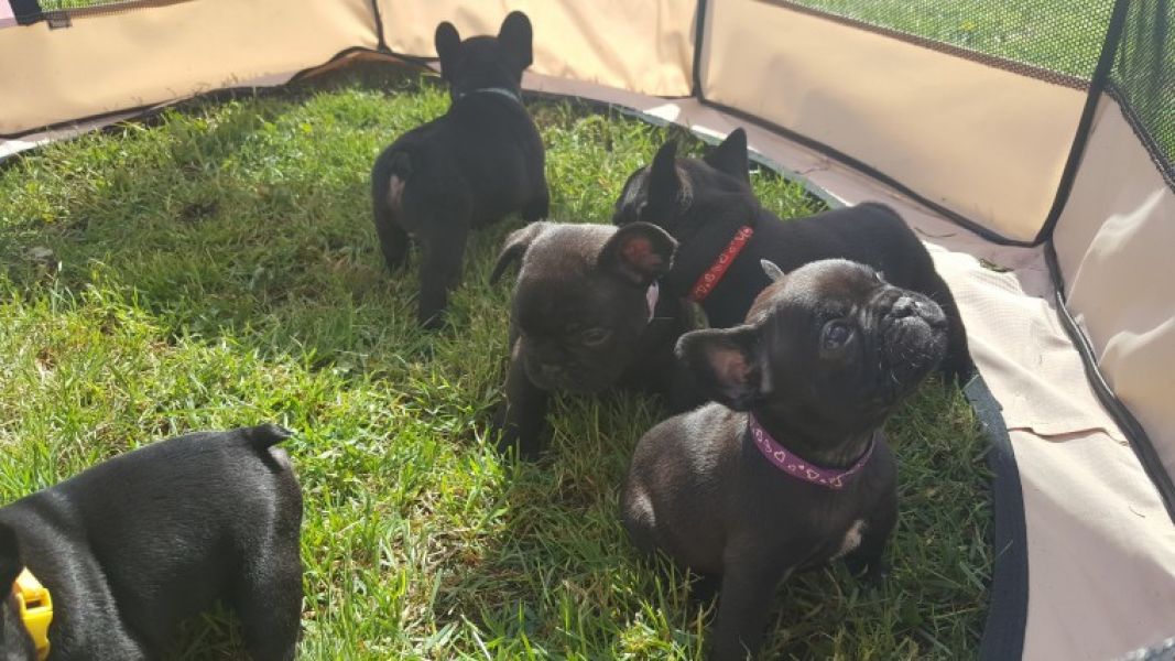 REGALO Cuccioli di Bulldog Francese