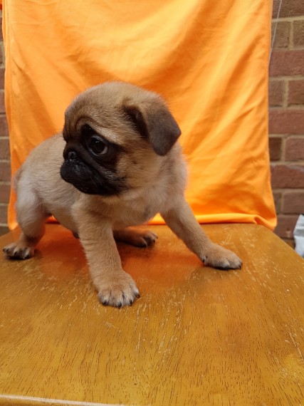REGALO Cuccioli carlino
