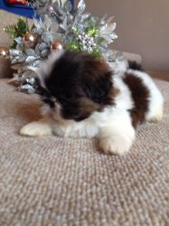 Abbiamo una bellissima cucciolata di SHIH-TZU trcolore.