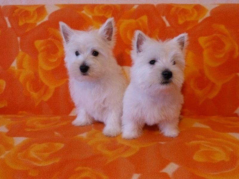 Cuccioli di West highland ( per regalo )