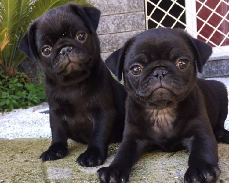  REGALO BELLISSIME CUCCIOLI DI CARLINO Carlino - Cuccioli disponibili neri e beige,vengono consegnat