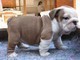 Adorabili cuccioli di Bulldog Inglese