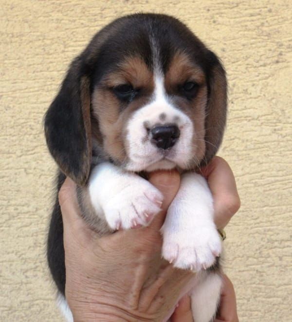  regalo cuccioli di beagle disponibili per l'adozione