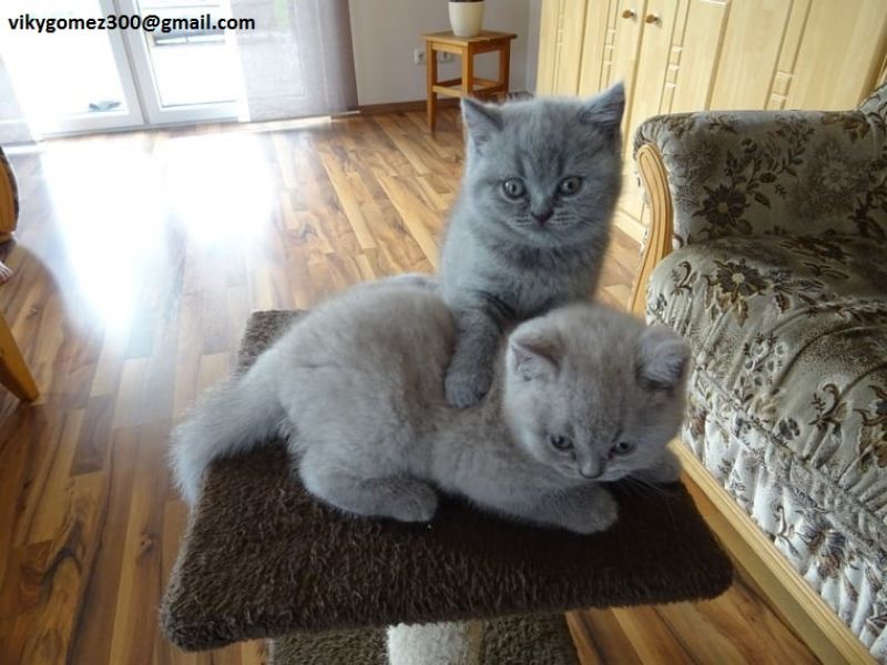 British shorthair blu