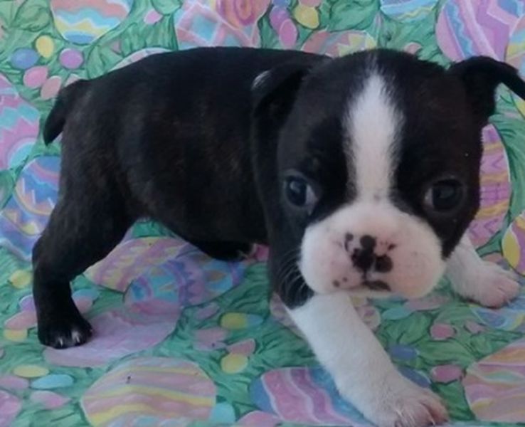 Regalo Cuccioli di Boston Terrier disponibili