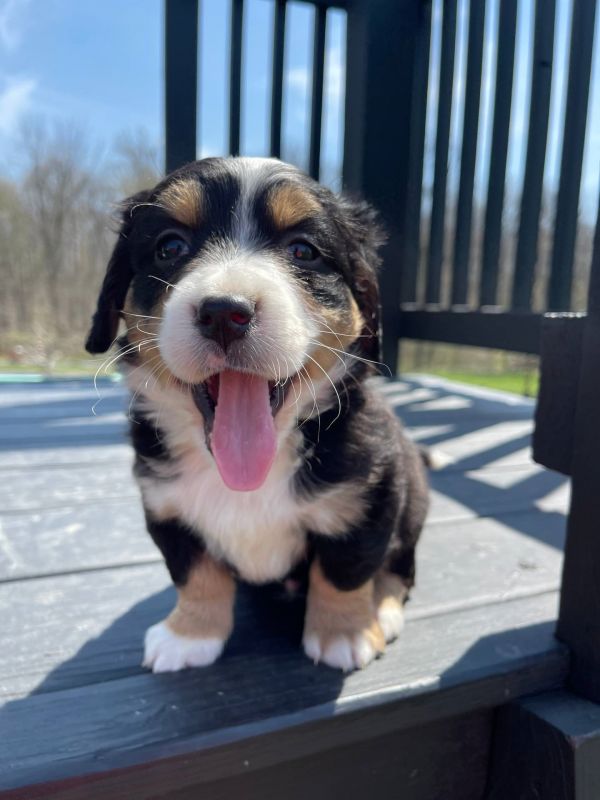 Disponibili cuccioli di Bernedoodle in miniatura  E-MAIL (marieiris783@gmail.com)