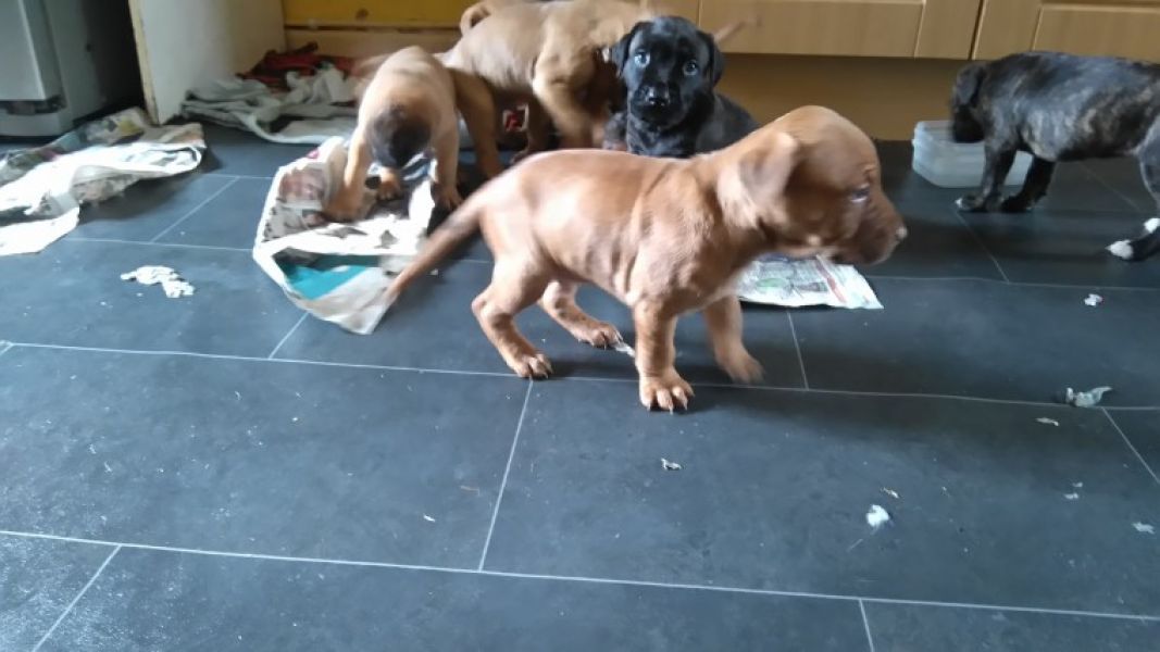 Regalo abbiamo cuccioli di BullMastiff