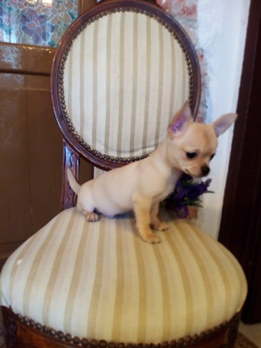 Chihuahua stupendo cucciolo privato vende